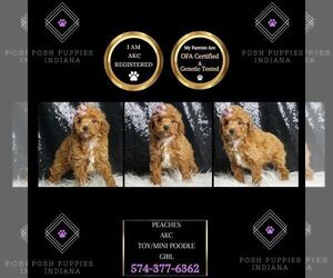 Poodle (Toy) Puppy for sale in WARSAW, IN, USA