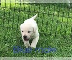 Small Photo #5 Labrador Retriever Puppy For Sale in FARMINGTON, MO, USA