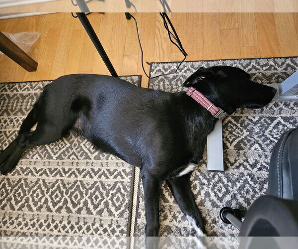 Medium Photo #12 Collie-Labrador Retriever Mix Puppy For Sale in McKinney, TX, USA