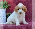Small #2 Goldendoodle (Miniature)