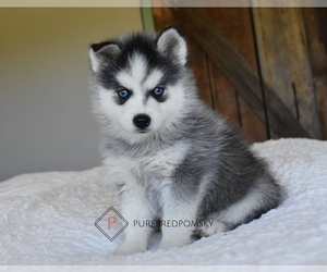 Pomsky Puppy for sale in KANSAS CITY, MO, USA