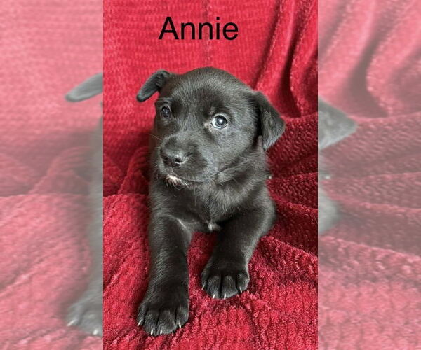 Medium Photo #1 Labrador Retriever-Unknown Mix Puppy For Sale in Aurora, IN, USA