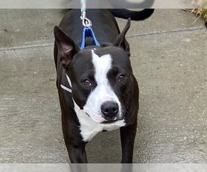Mutt Dogs for adoption in Martinez, CA, USA