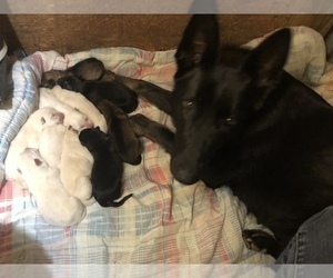 Mother of the German Shepherd Dog puppies born on 01/17/2022