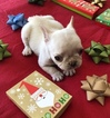 Small #4 French Bulldog