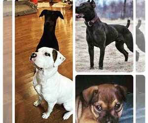American Bulldog-Doberman Pinscher Mix Puppy for Sale in MOSELEY, Virginia USA