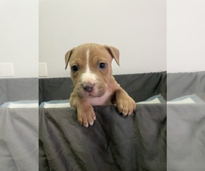 American Pit Bull Terrier Puppy for sale in KATY, TX, USA