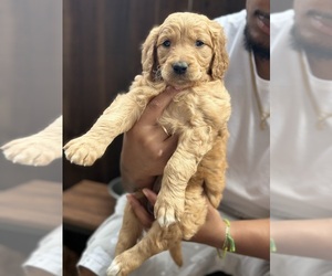 Doodle-Golden Retriever Mix Puppy for sale in HOUSTON, TX, USA