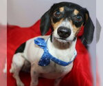 Small #7 Dachshund Mix