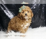 Small #3 Poodle (Toy)