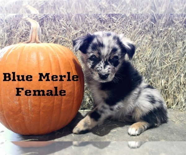 Medium Photo #2 Australian Shepherd Puppy For Sale in CLARKSVILLE, TX, USA