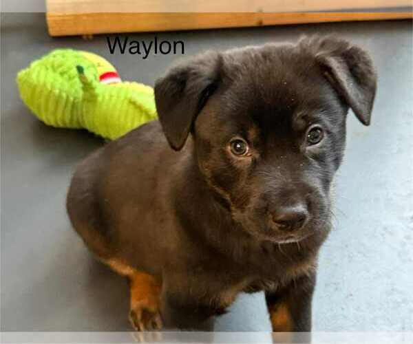 Medium Photo #1 Labrador Retriever-Unknown Mix Puppy For Sale in Aurora, IN, USA
