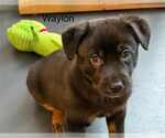 Small Labrador Retriever Mix