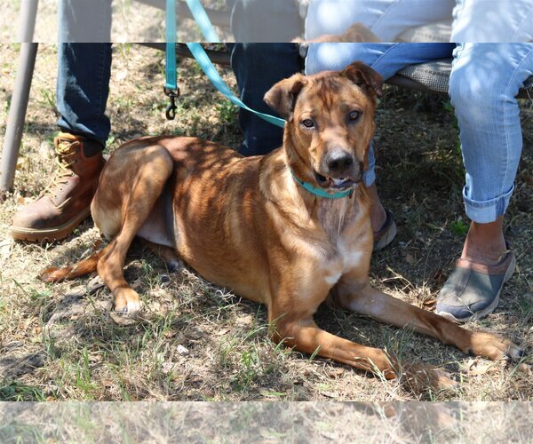 Medium Photo #2 Great Dane-Rhodesian Ridgeback Mix Puppy For Sale in Bandera, TX, USA