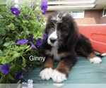 Puppy Ginny Bernedoodle