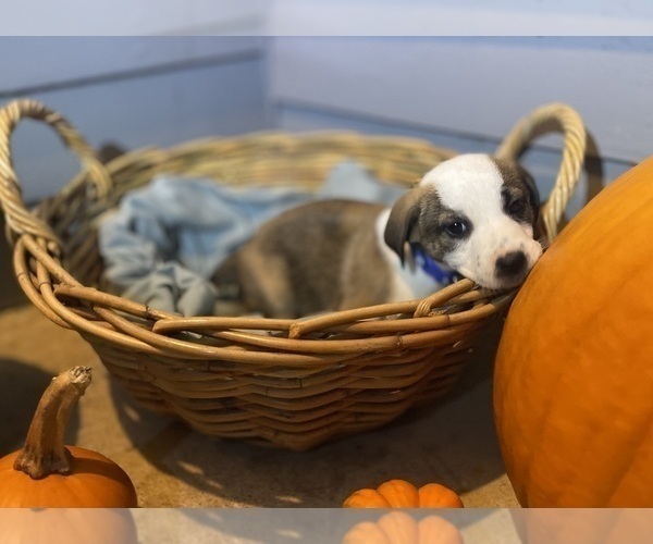 Medium Photo #17 Mutt Puppy For Sale in GRIFFIN, GA, USA
