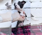Small Photo #5 Boston Terrier Puppy For Sale in BUCHANAN, GA, USA