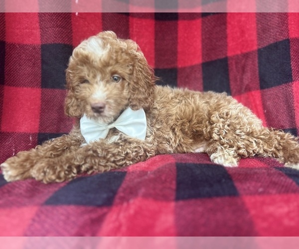 Medium Photo #6 Cock-A-Poo Puppy For Sale in LAKELAND, FL, USA