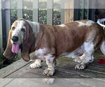 Small Basset Hound