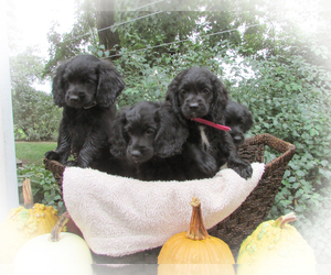 Cocker Spaniel-Miniature Bernedoodle Mix Puppy for Sale in NEWVILLE, Pennsylvania USA