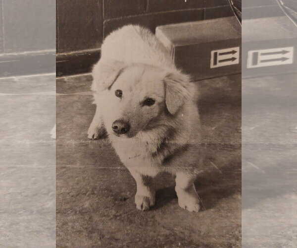 Medium Photo #1 Golden Retriever-Unknown Mix Puppy For Sale in Sanford, FL, USA