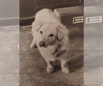 Small Golden Retriever Mix