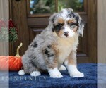 Gigi - Female Bernedoodle (Miniature) Puppy for Sale - Small photo