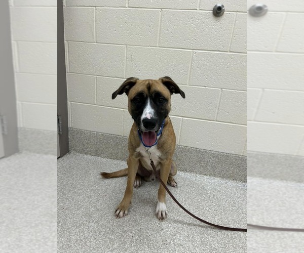 Medium Photo #2 Shepradors Puppy For Sale in Saginaw, MI, USA
