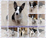 Small Border Collie Mix