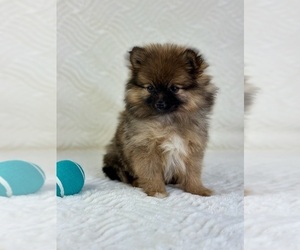 Pomeranian Puppy for sale in GREENFIELD, IN, USA