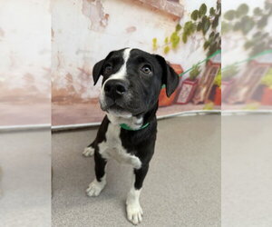 Mutt Dogs for adoption in San Bernardino, CA, USA