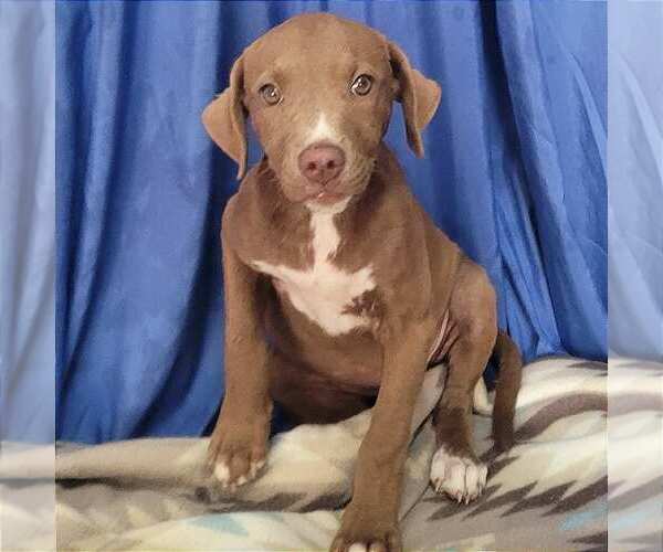 Medium Photo #3 Labrador Retriever-Unknown Mix Puppy For Sale in Minneapolis, MN, USA