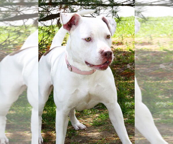Medium Photo #3 American Pit Bull Terrier Puppy For Sale in Evansville, IN, USA