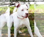 Small #2 American Pit Bull Terrier