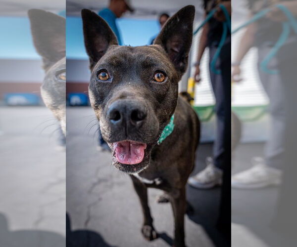 Medium Photo #6 Australian Kelpie-Labrador Retriever Mix Puppy For Sale in Newport Beach, CA, USA