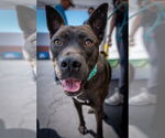 Small #5 Australian Kelpie-Labrador Retriever Mix