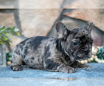 Small Photo #22 French Bulldog Puppy For Sale in MILLERSBURG, OH, USA