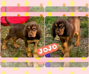 Bloodhound Puppy for sale in TOCCOA, GA, USA