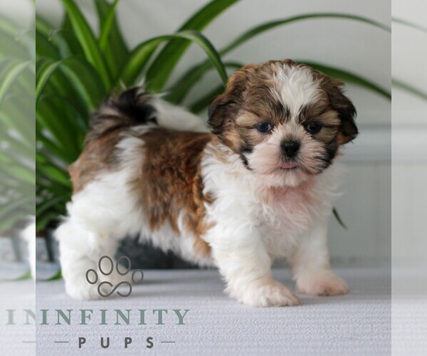 Medium Photo #1 Shih Tzu Puppy For Sale in GORDONVILLE, PA, USA
