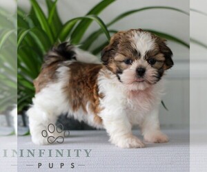 Shih Tzu Puppy for sale in GORDONVILLE, PA, USA