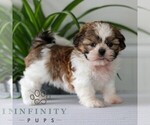 Small Shih Tzu