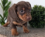 Small #10 Dachshund
