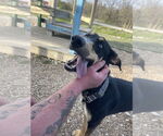 Small #2 Doberman Pinscher Mix