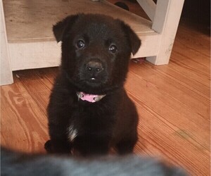 Medium German Shepherd Dog
