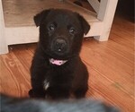 Puppy Pink German Shepherd Dog