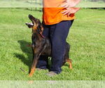 Small #1 Doberman Pinscher