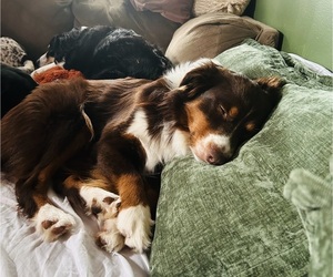 Father of the Australian Shepherd puppies born on 06/17/2026