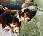 Small Photo #1 Australian Shepherd Puppy For Sale in METAIRIE, LA, USA