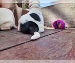 Small Photo #3 American Bulldog Puppy For Sale in SANTA ANA, CA, USA