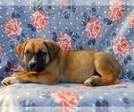 Small Photo #4 Boerboel Puppy For Sale in OXFORD, PA, USA